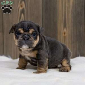 Bently Blue, English Bulldog Puppy